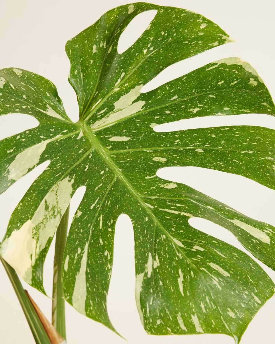 Monstera Thai Constellation مونستيرا تاي