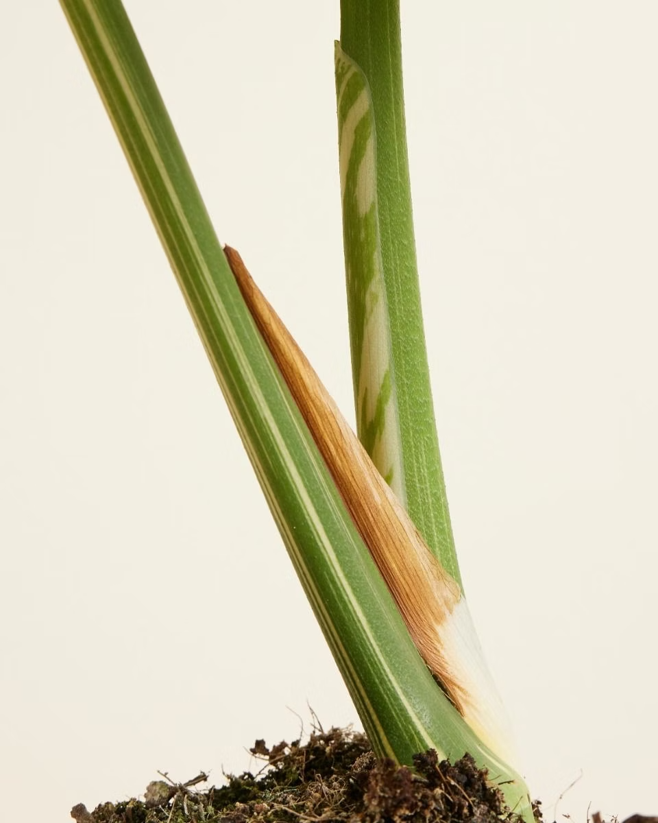 Monstera Thai Constellation مونستيرا تاي