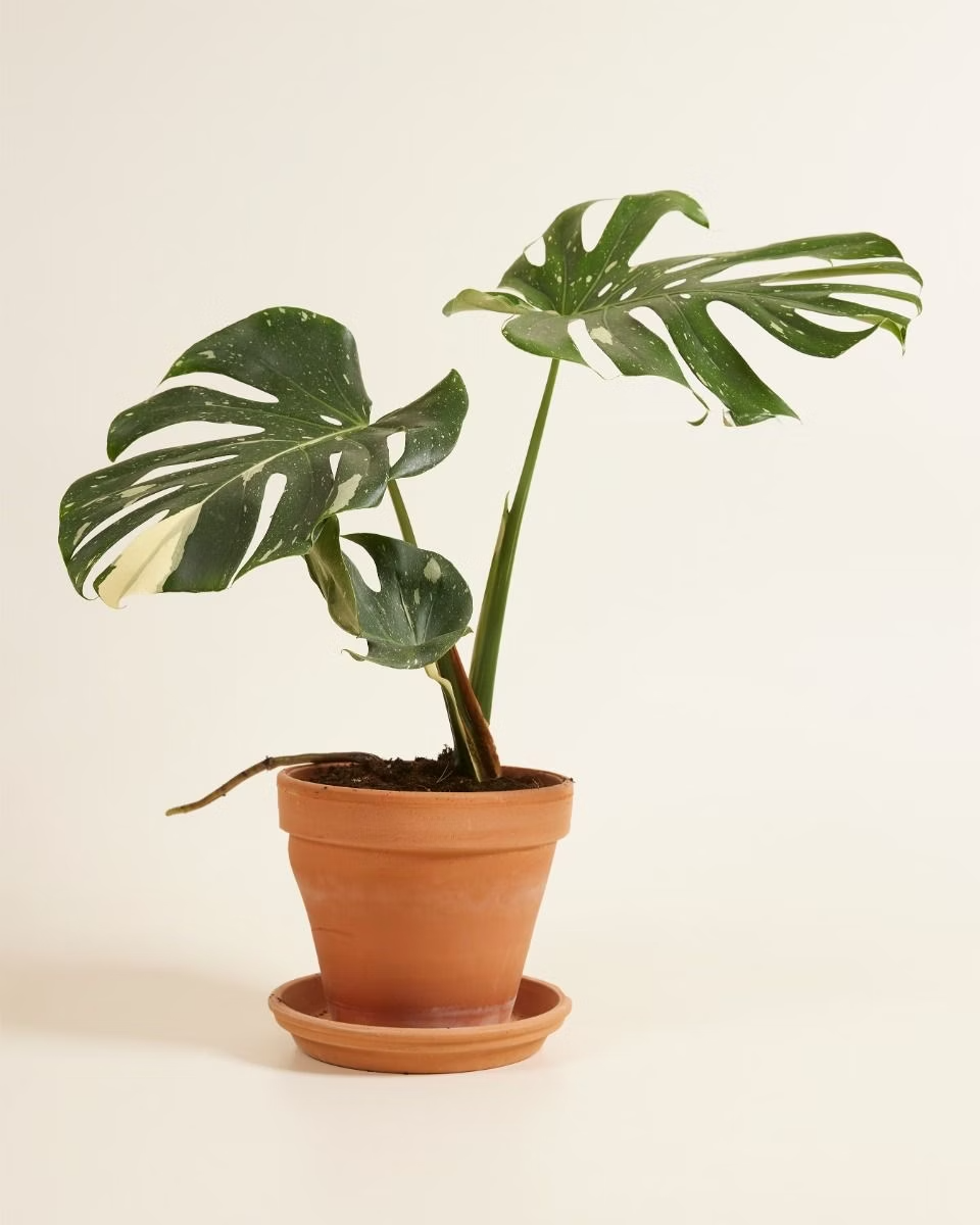 Monstera Thai Constellation مونستيرا تاي