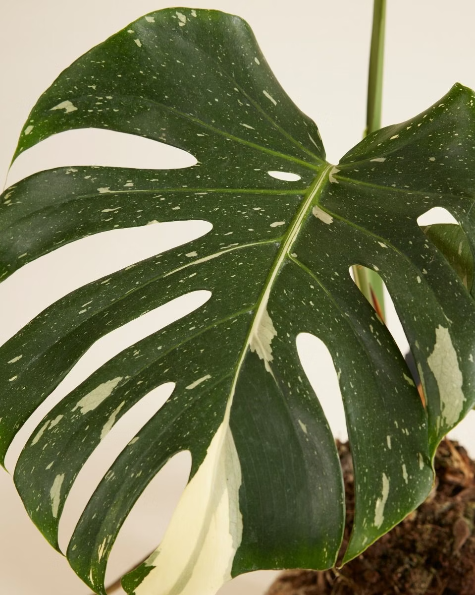 Monstera Thai Constellation مونستيرا تاي