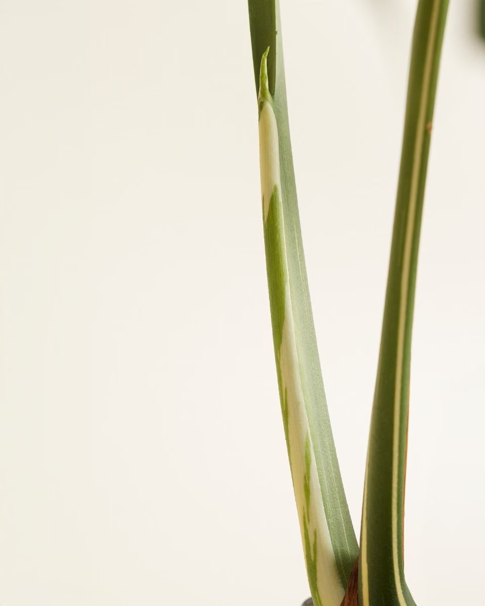 Monstera Thai Constellation مونستيرا تاي