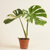 Monstera Thai Constellation مونستيرا تاي
