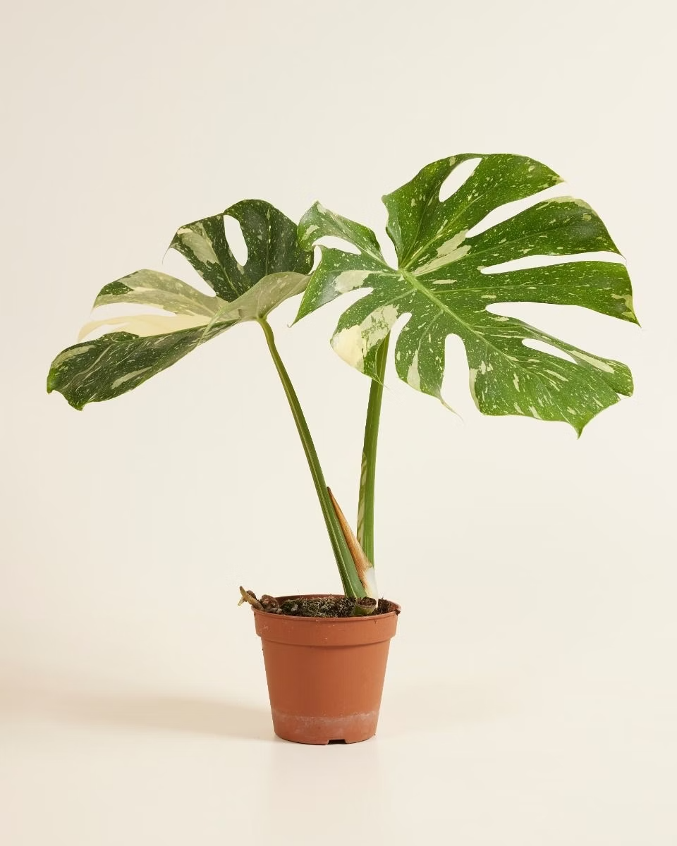 Monstera Thai Constellation مونستيرا تاي