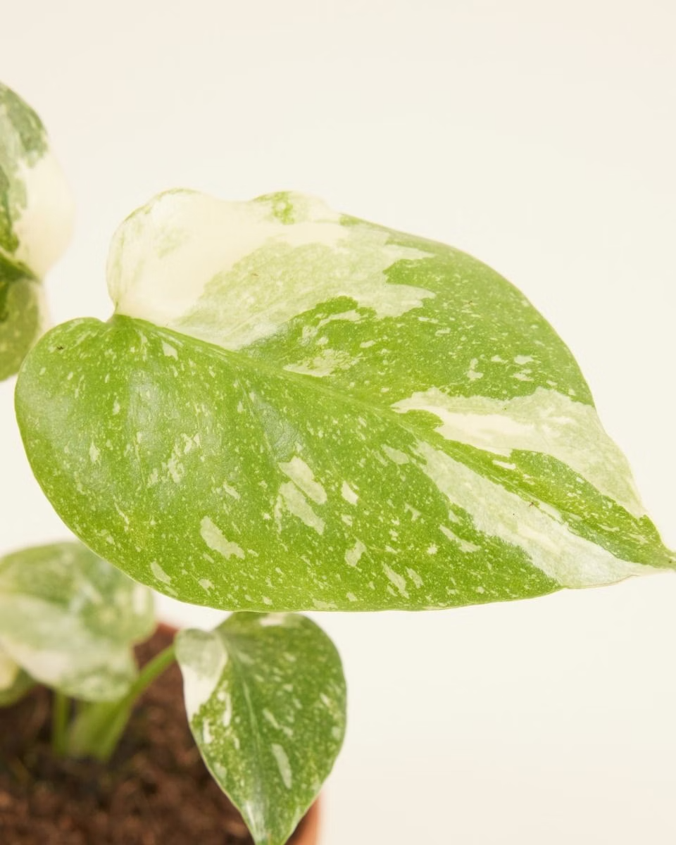 Baby Thai Constellation