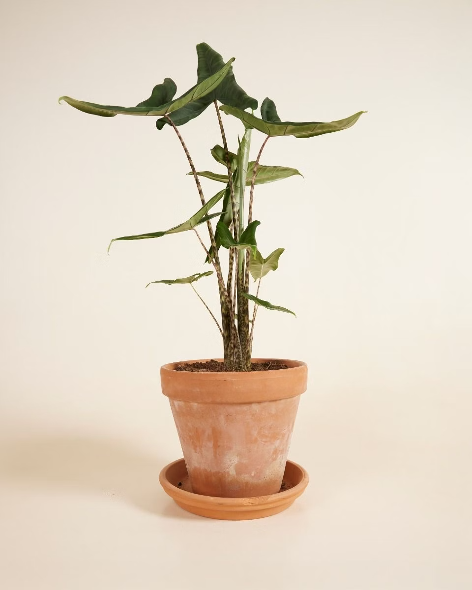 Alocasia Tigrini نبات داخلي ألوكاسيا تيغيريني