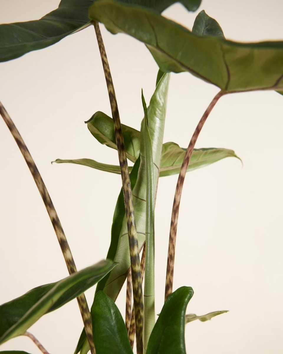 Alocasia Tigrini نبات داخلي ألوكاسيا تيغيريني