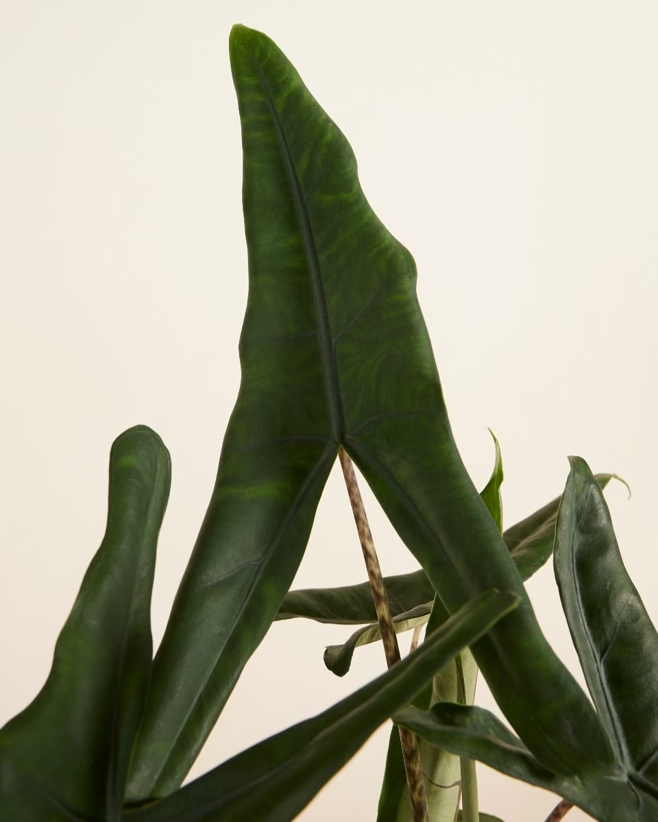 Alocasia Tigrini نبات داخلي ألوكاسيا تيغيريني