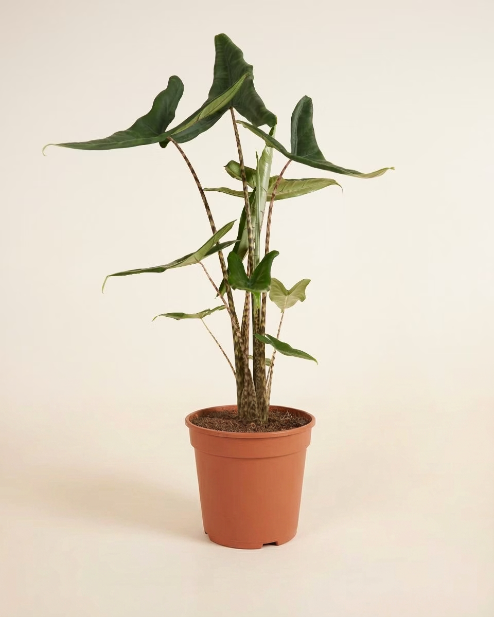 Alocasia Tigrini نبات داخلي ألوكاسيا تيغيريني