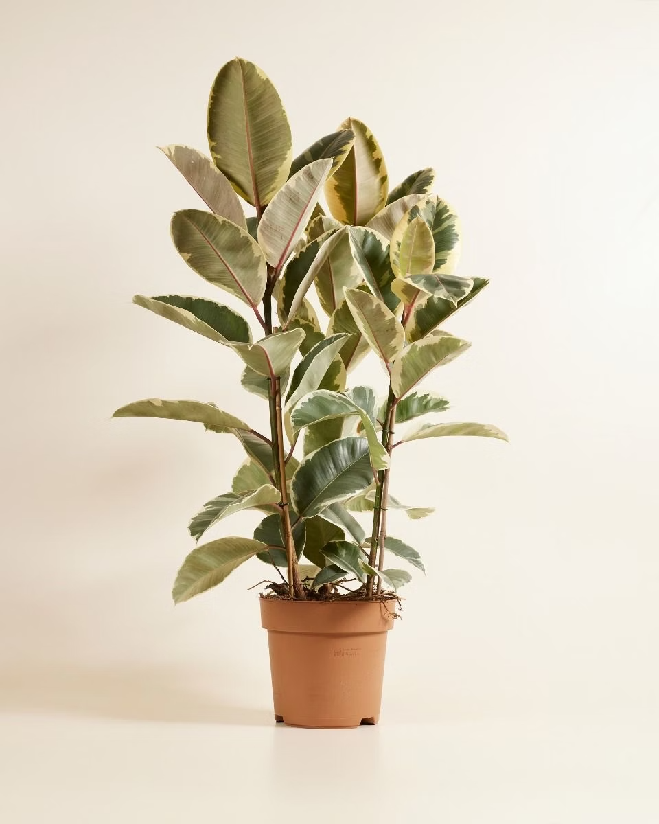 Tineke فيكس تينيكي