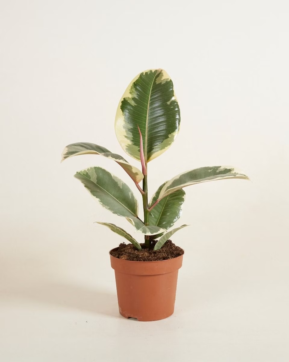 Tineke فيكس تينيكي