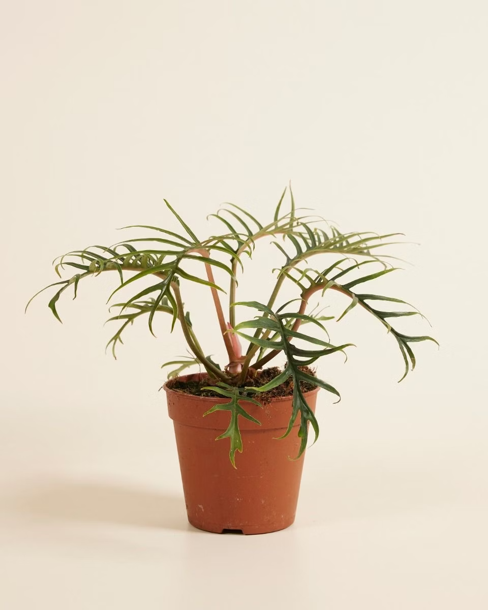 Philodendron Tortum فيلوديندرون تورتم