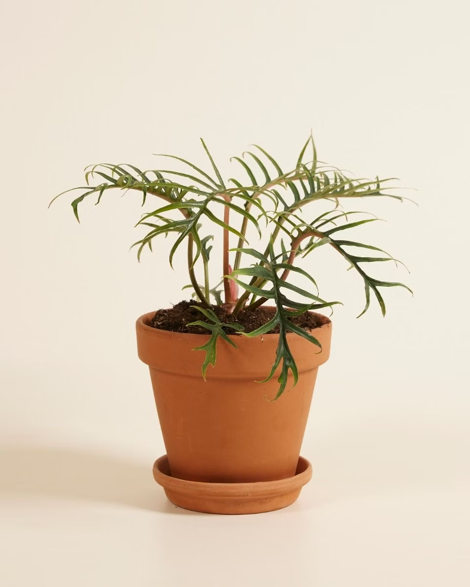 Philodendron Tortum فيلوديندرون تورتم