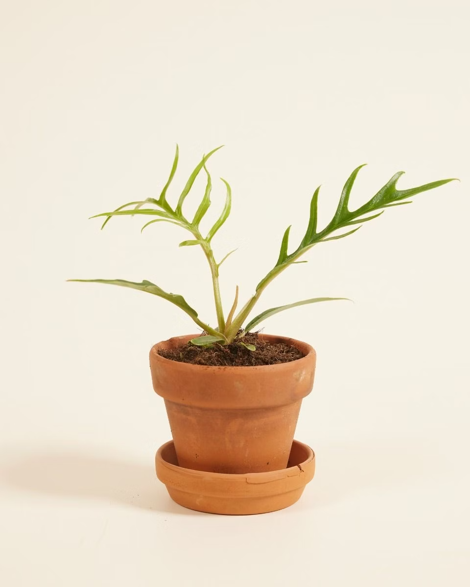 Baby Philodendron Tortum فيلوديندرون تورتم