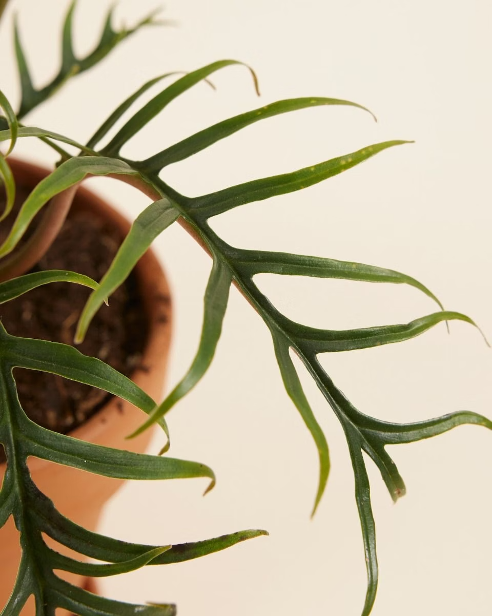 Philodendron Tortum فيلوديندرون تورتم