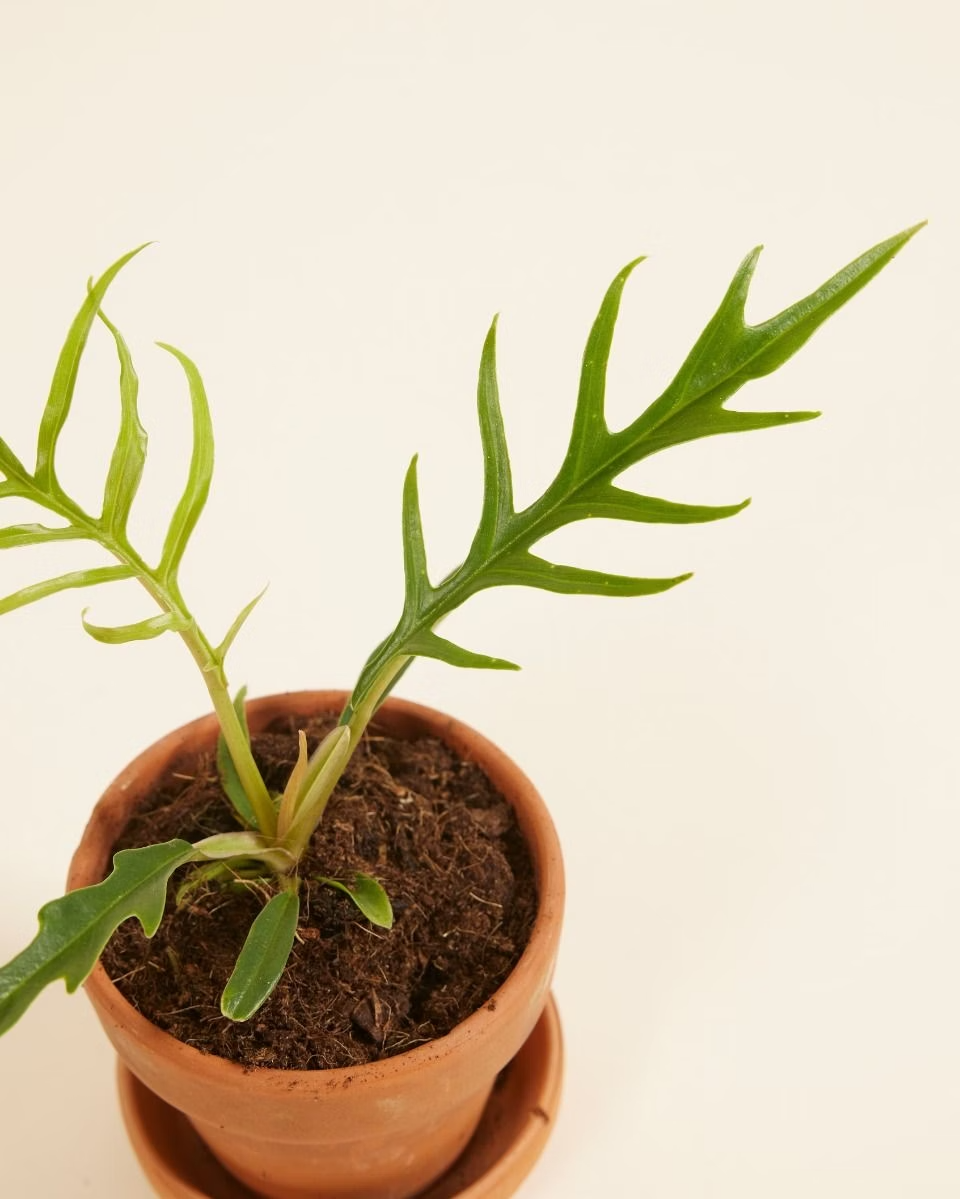 Baby Philodendron Tortum فيلوديندرون تورتم