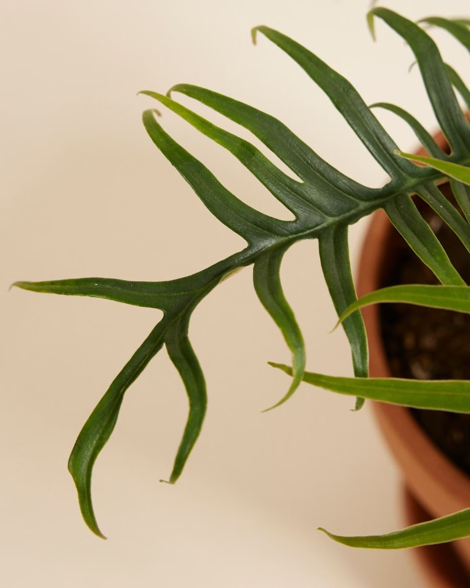 Philodendron Tortum فيلوديندرون تورتم