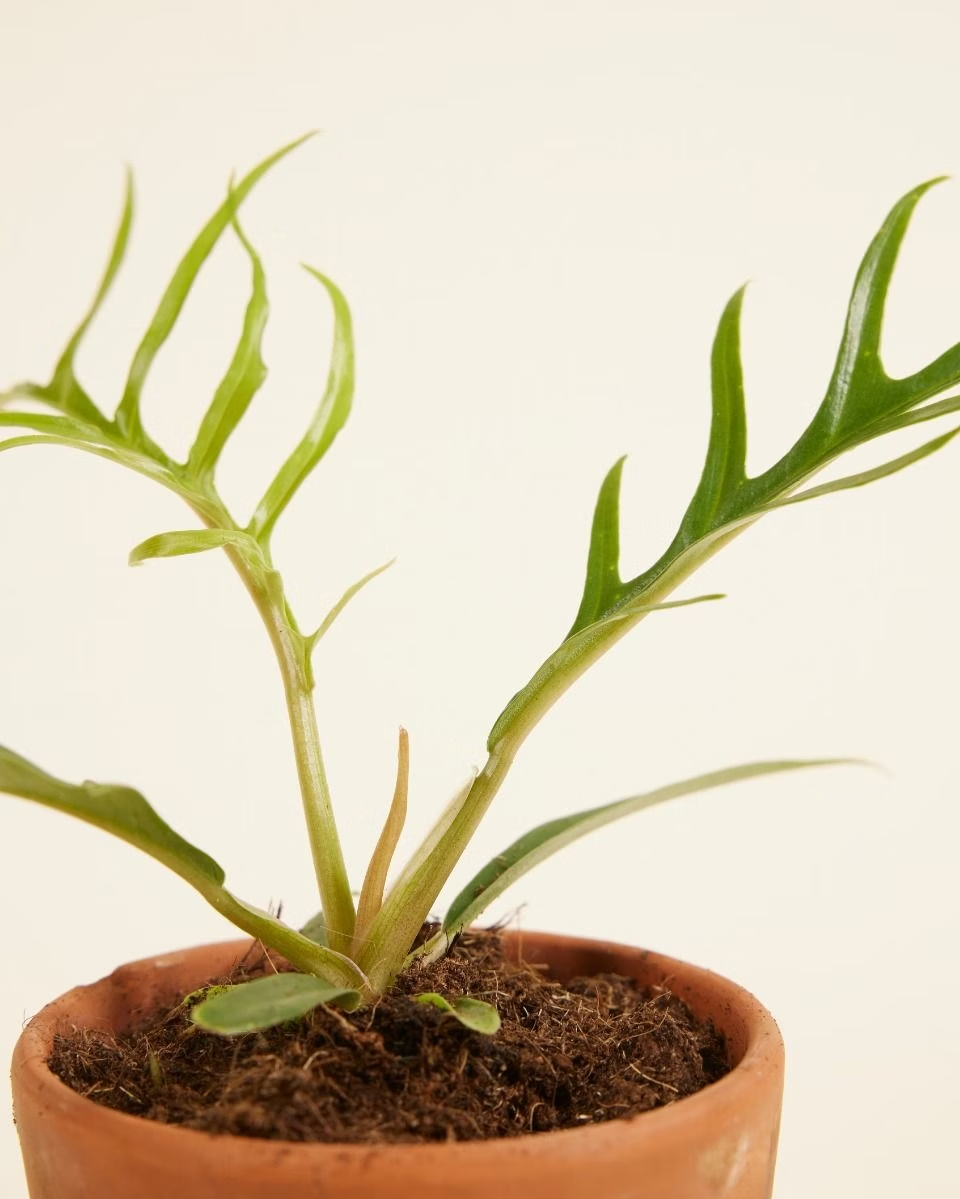 Baby Philodendron Tortum فيلوديندرون تورتم