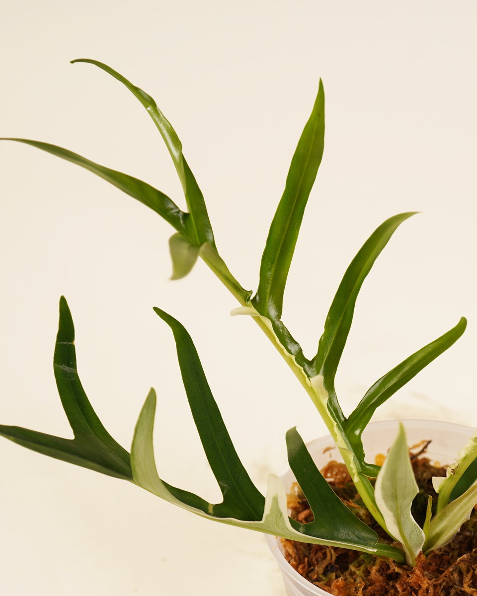 Philodendron Tortum Albo فيلوديندرون تورتم