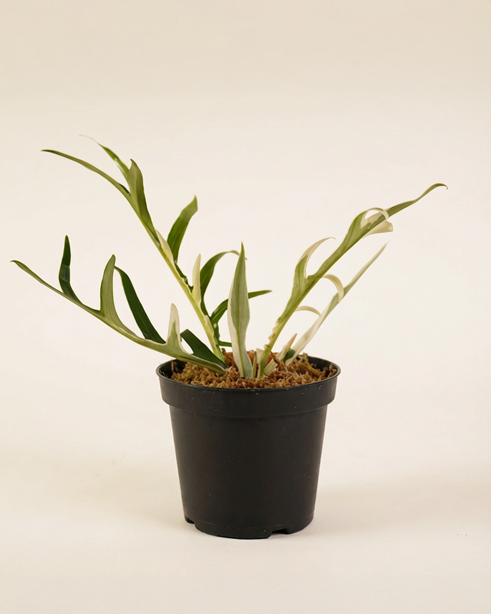 Philodendron Tortum Albo فيلوديندرون تورتم