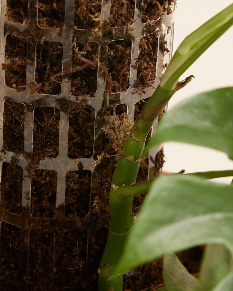 Transparent Moss Pole عمود للتسلق