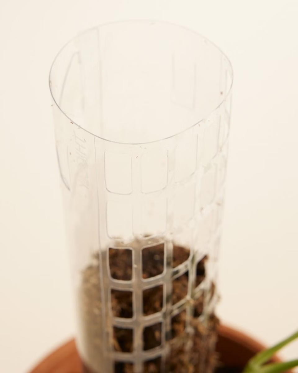 Transparent Moss Pole عمود للتسلق