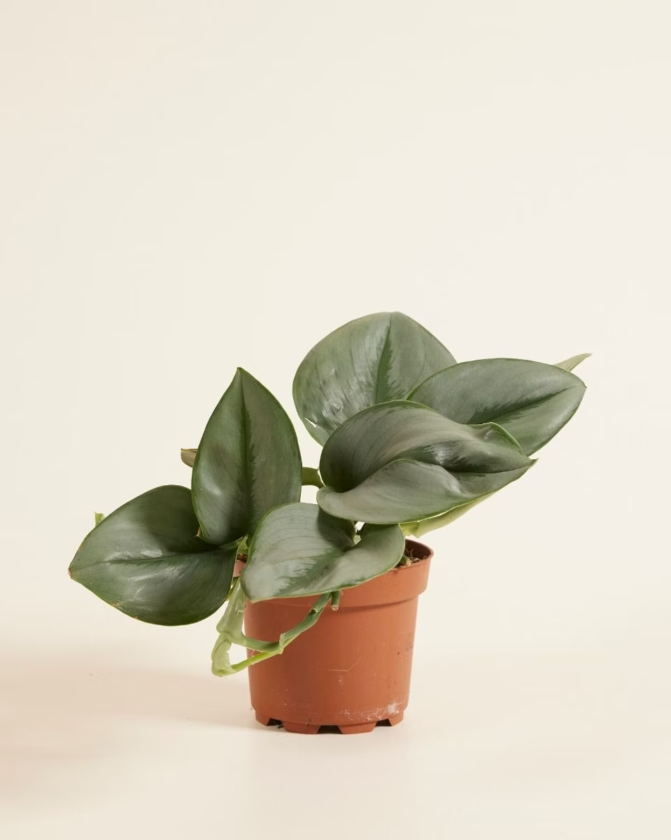 Scindapsus Treubii Moonlight