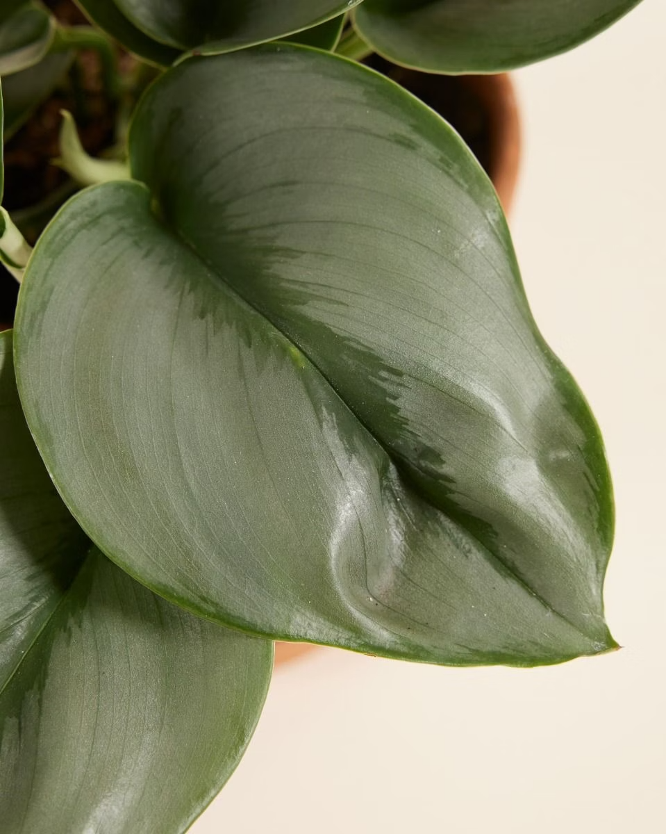 Scindapsus Treubii Moonlight