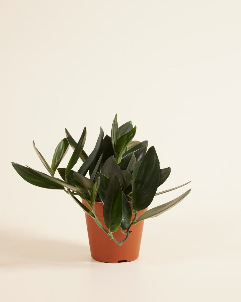 Scindapsus Treubii Nearly Black