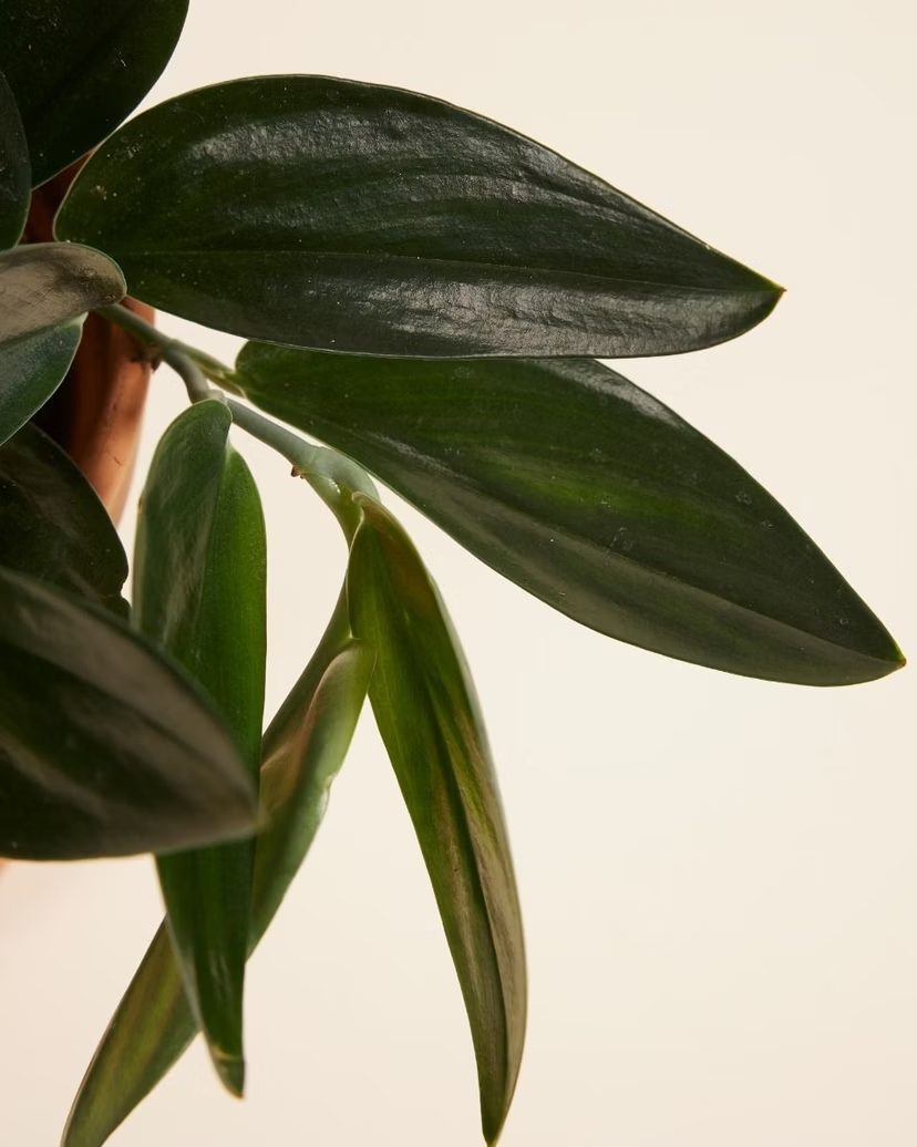 Scindapsus Treubii Nearly Black