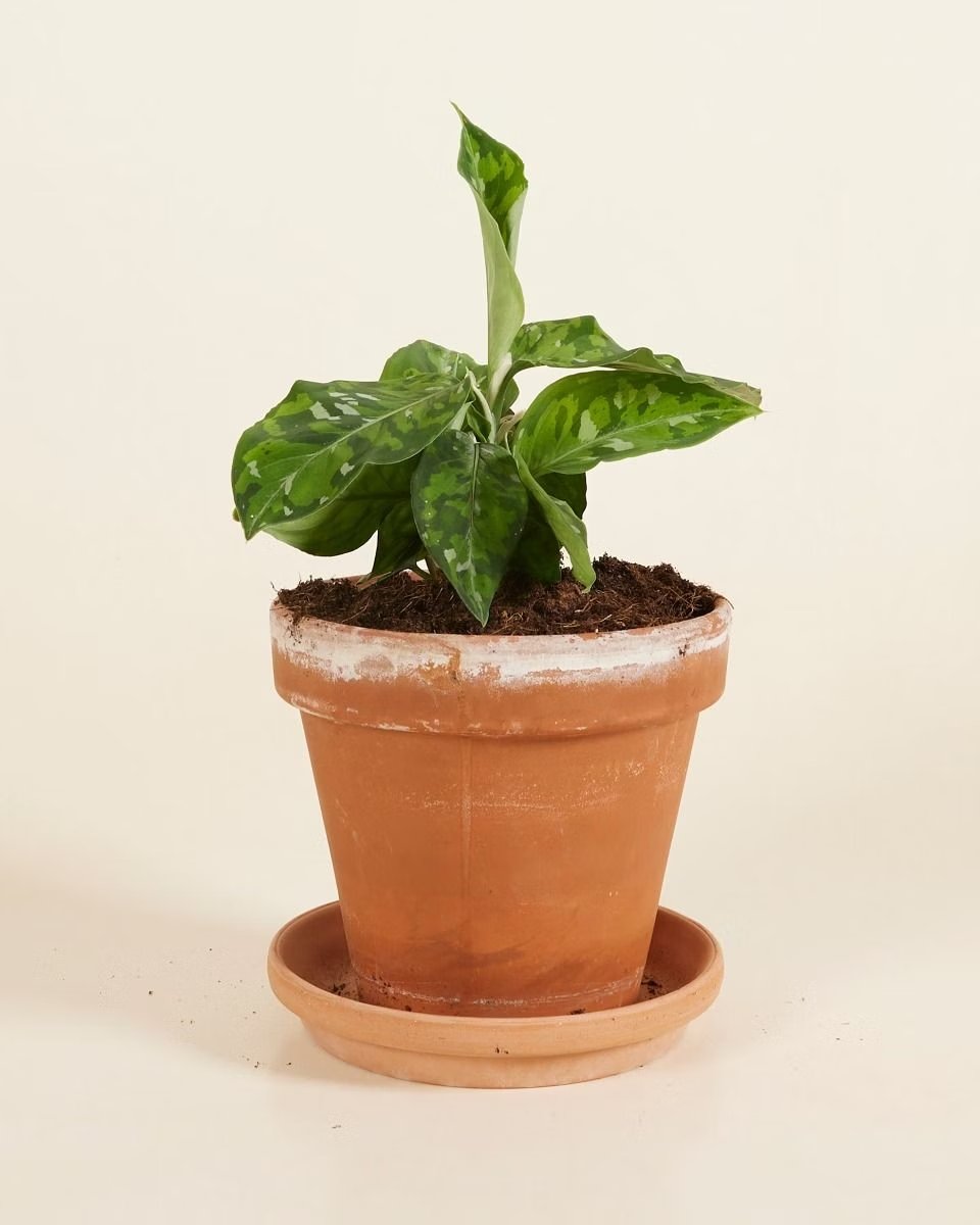 Aglaonema Pictum Tricolor