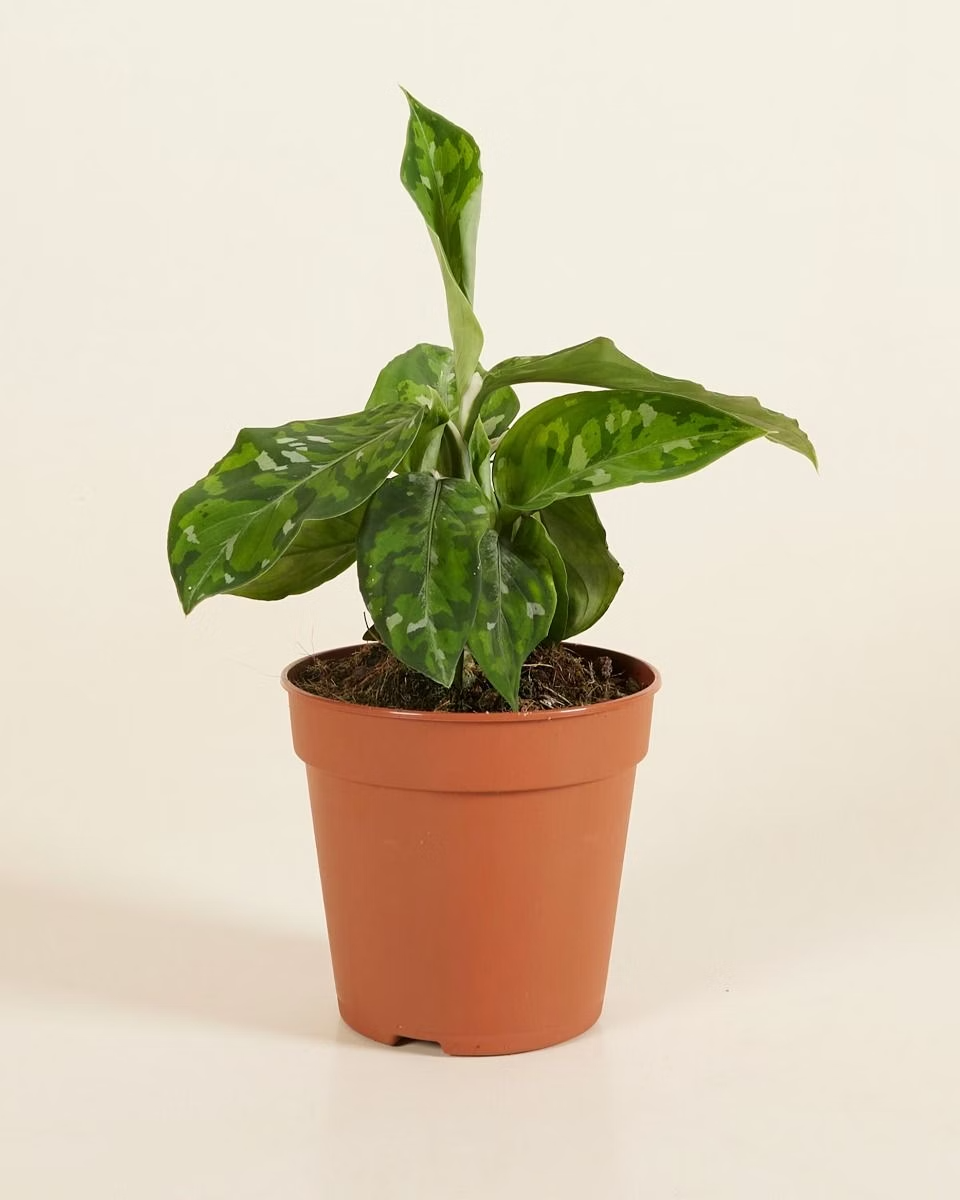 Aglaonema Tricolor