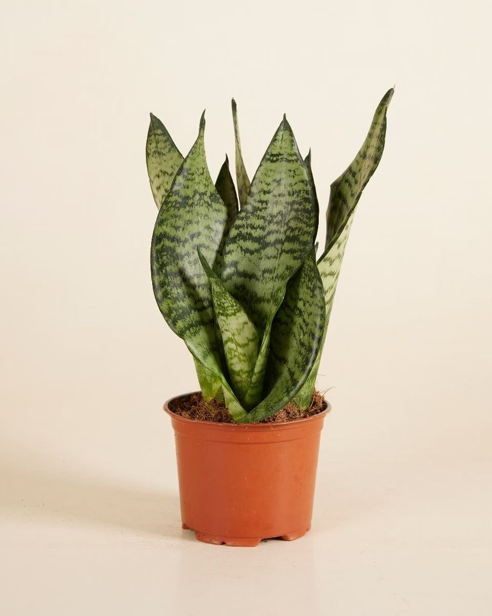 sansevieria black robusta Sansevieria Trifasciata Black Coral – NABAT