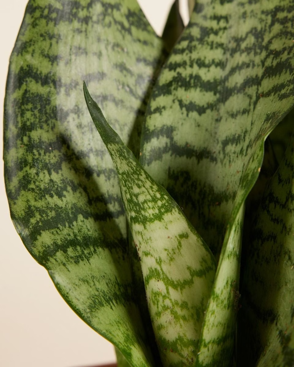 Sansevieria Trifasciata Black Coral