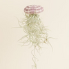Baby Tillandsia Usneoides Large (Air plant)