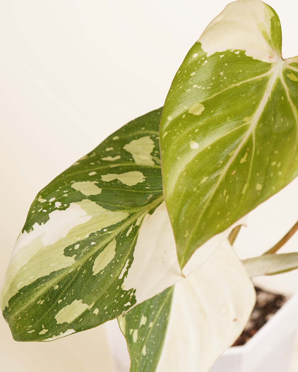Philodendron Gloriosum Variegated