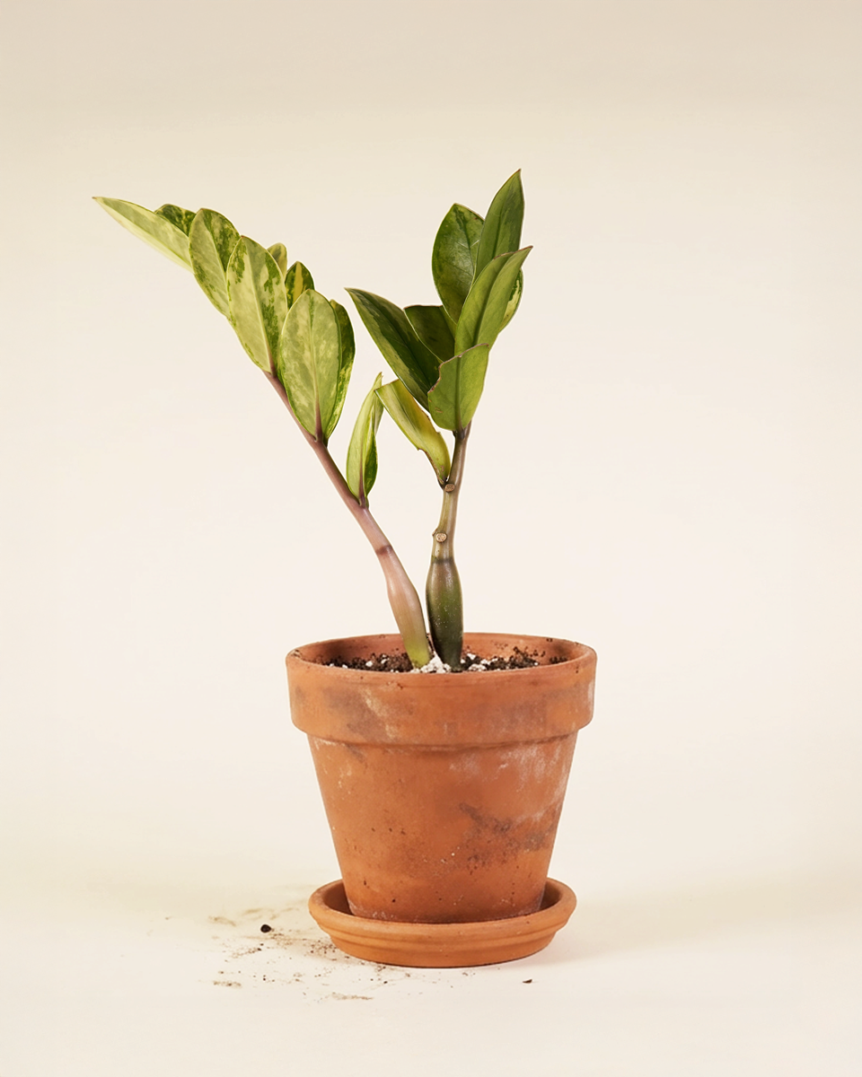 Yellow Zamioculcas Zamiifolia – Variegated ZZ Plant زي زي فاريغيتد