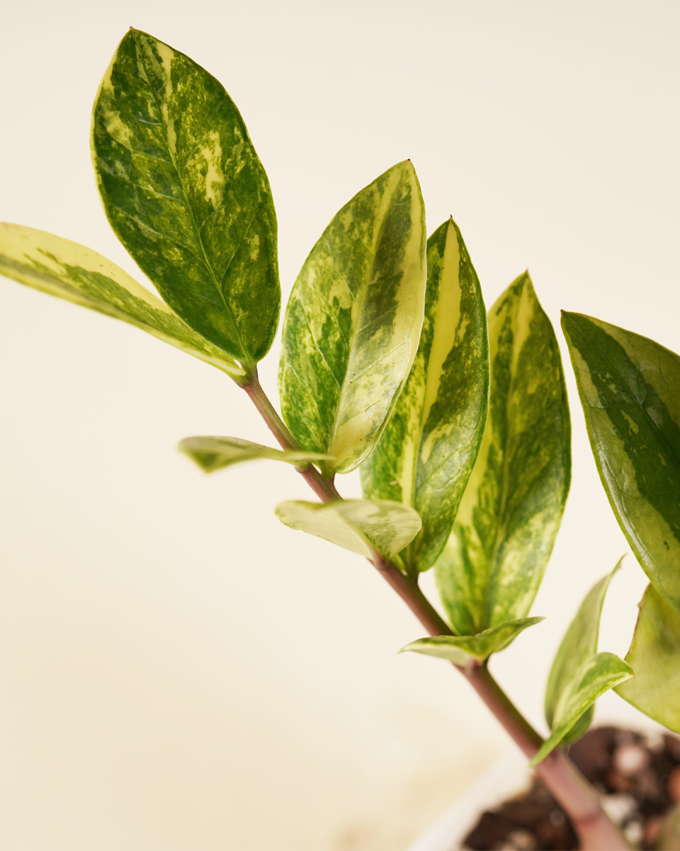 Yellow Zamioculcas Zamiifolia – Variegated ZZ Plant زي زي فاريغيتد