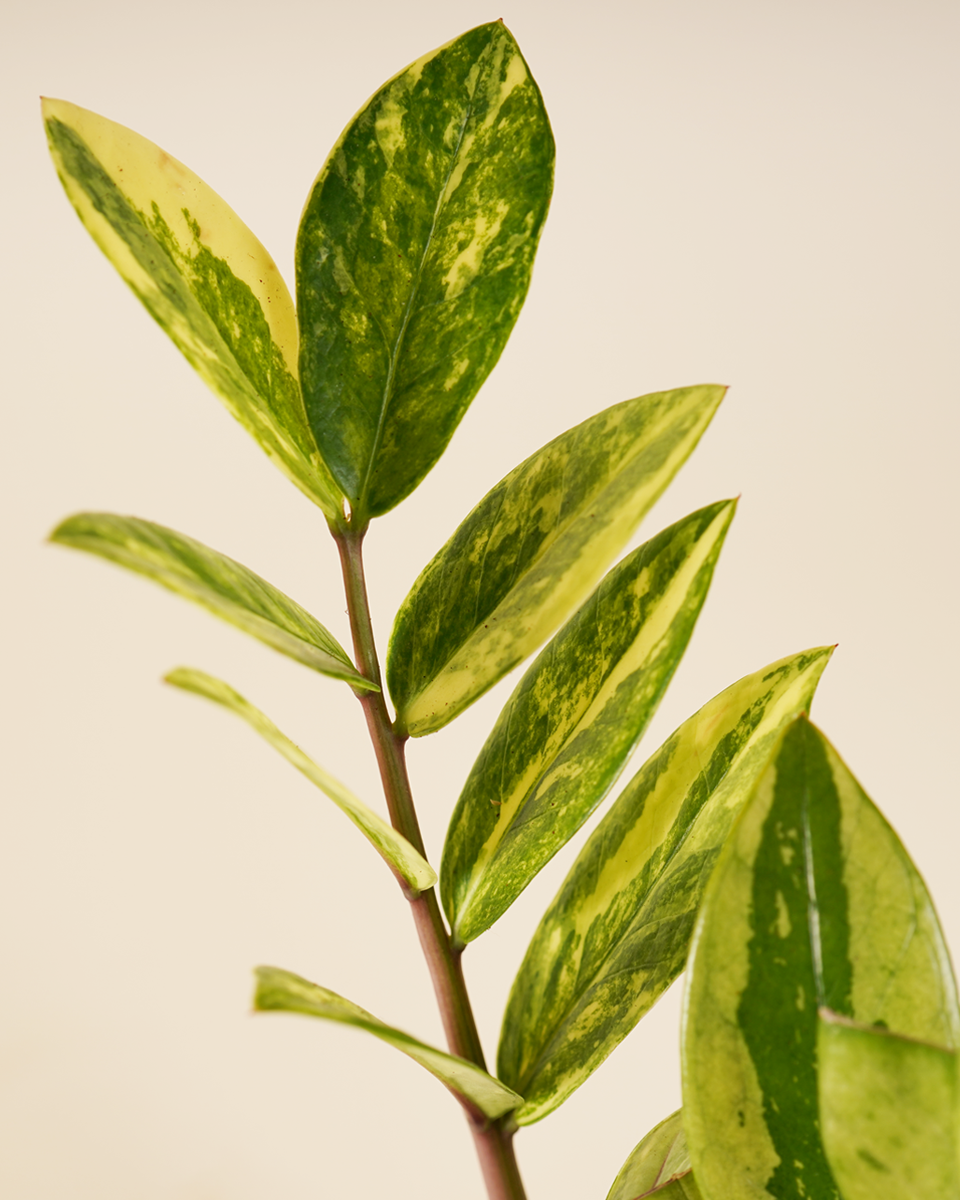 Yellow Zamioculcas Zamiifolia – Variegated ZZ Plant زي زي فاريغيتد