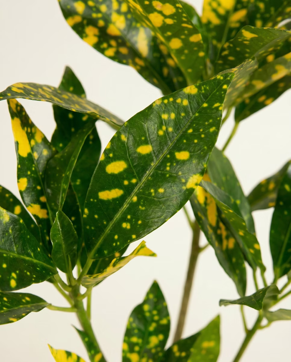 Codiaeum Baby Variegatum Aucubaefolia(Croton)