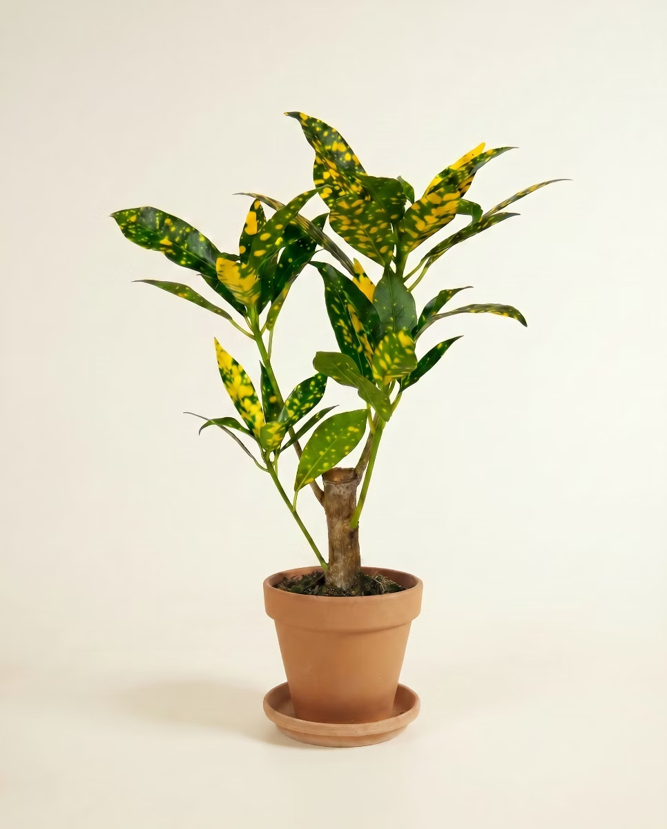 Codiaeum Baby Variegatum Aucubaefolia(Croton)