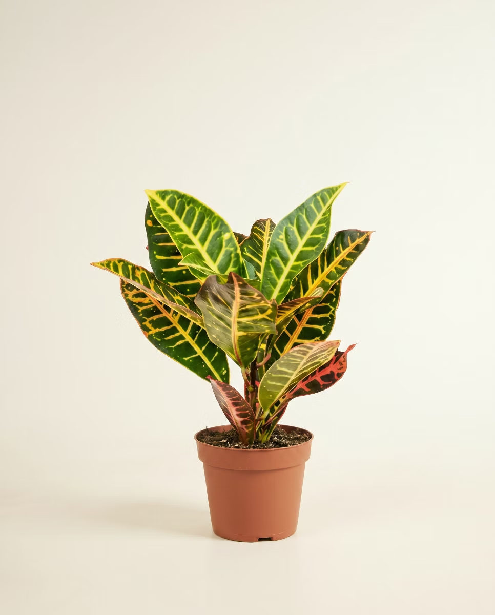 Codiaeum Variegatum Petra (Croton)