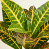 Codiaeum Variegatum Petra (Croton)