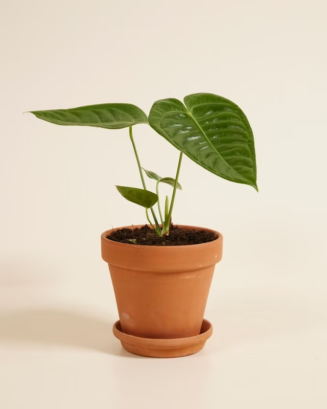 King Anthurium (Veitchii) أنثوريوم كينغ الملك