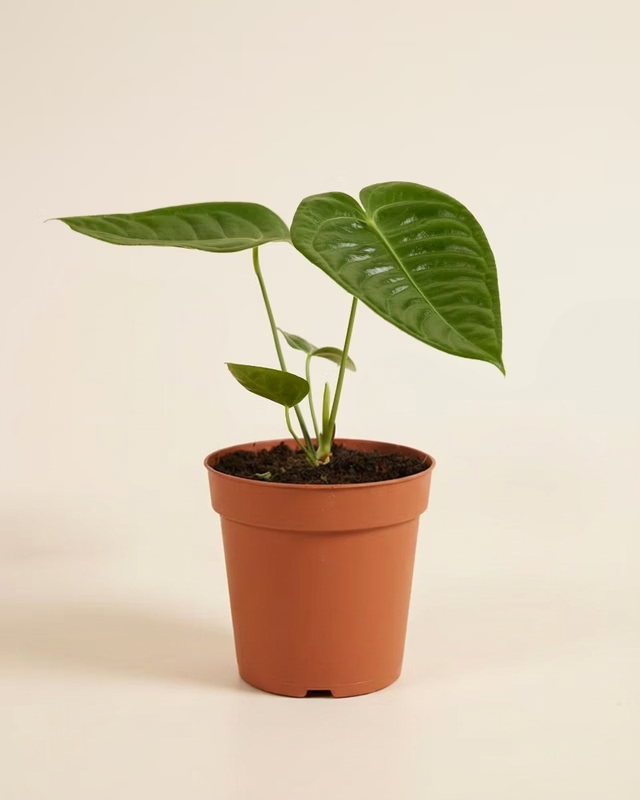 King Anthurium (Veitchii) أنثوريوم كينغ الملك