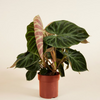 Philodendron Verrucosum فيلوديندرون فيروكوسوم