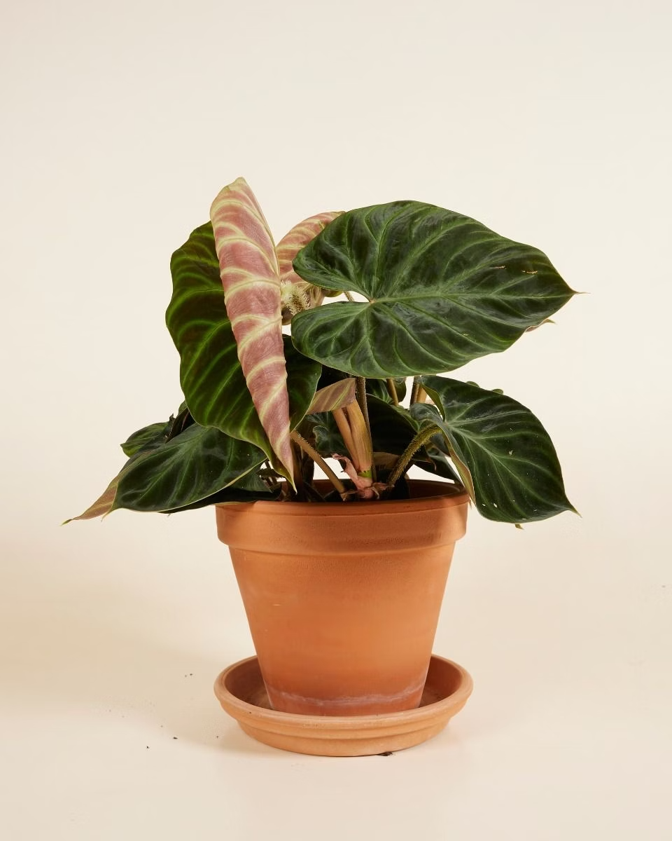 Philodendron Verrucosum فيلوديندرون فيروكوسوم