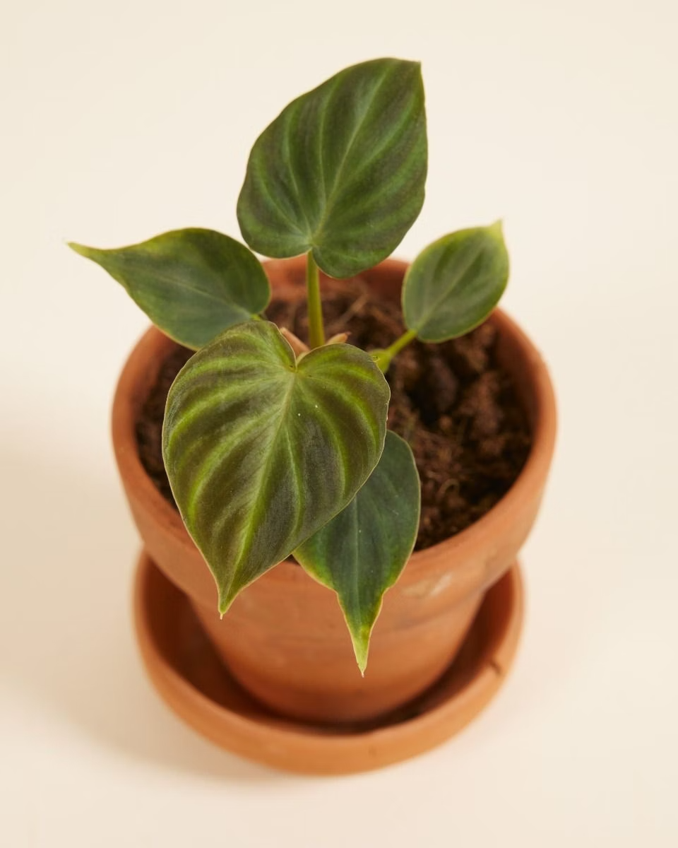 Baby Philodendron Verrucosum