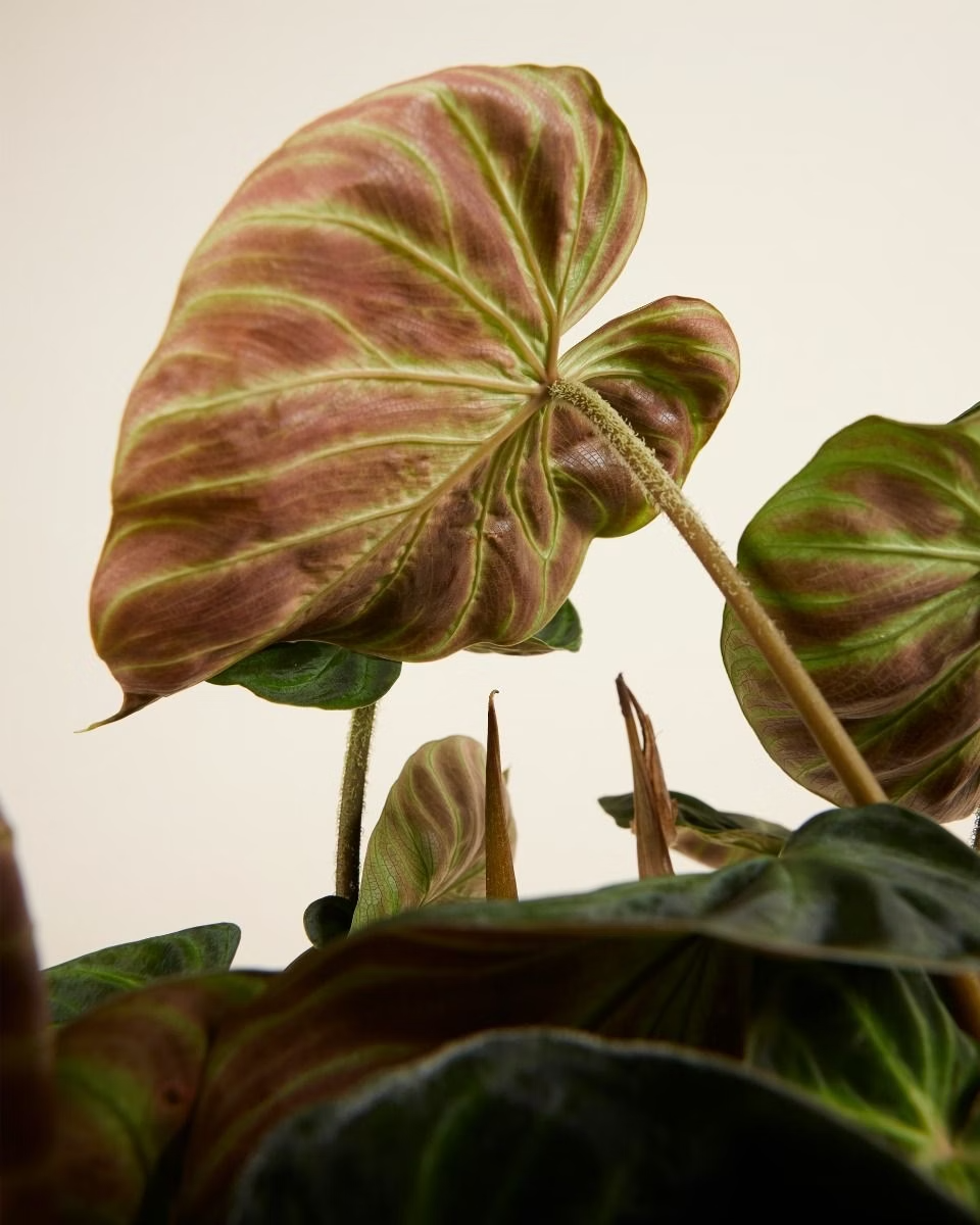 Philodendron Verrucosum فيلوديندرون فيروكوسوم