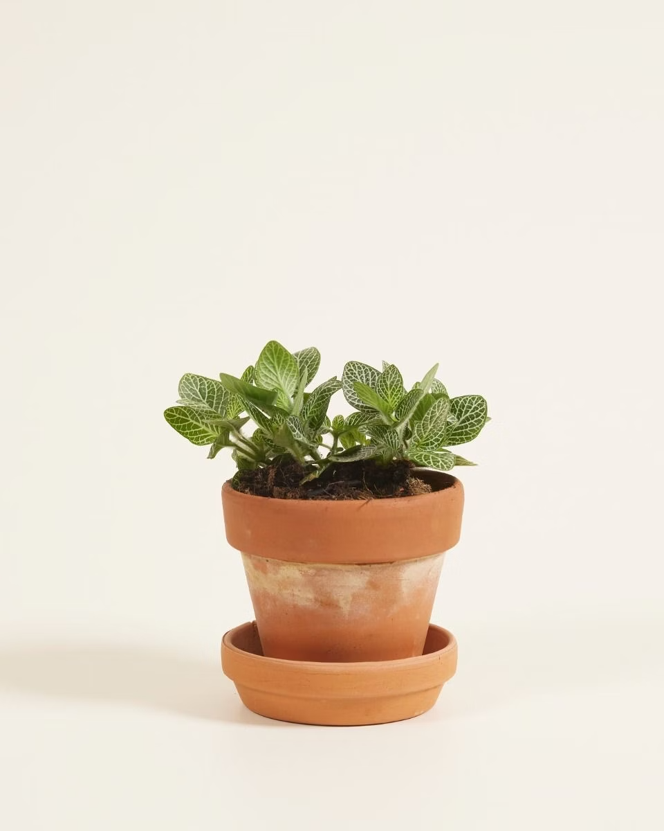 Fittonia Verschaffeltii (Nerve plant)