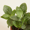 Baby Fittonia Verschaffeltii (Nerve plant)